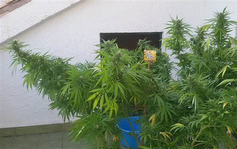 Autoproduction De Cannabis En Extérieur Blog Du Growshop Alchimia