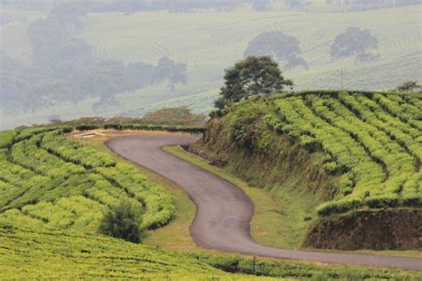 Lokasi wisata satu ini sempat viral di media sosial karena keindahan pemandangannya. Menikmati Suasana Pegunungan di Kebun Teh Kaki Gunung Dempo - Situs Budaya Indonesia