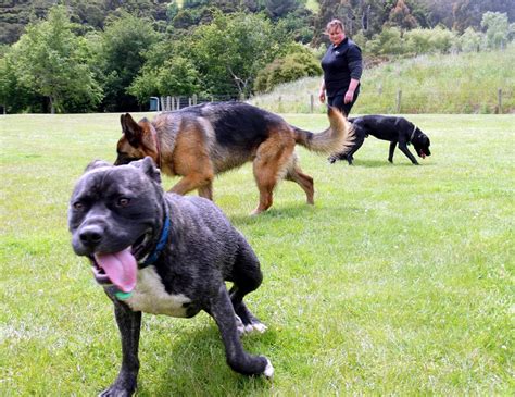 Council Takes Action Against Dog Owners Otago Daily Times Online News