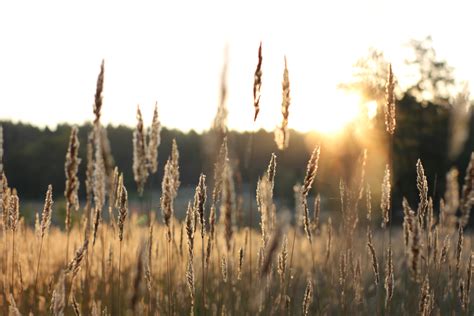 무료 이미지 경치 들 자연 나무 해돋이 태양 이파리 부시 가을 하늘 아침 햇빛 잔디 가족 대초원