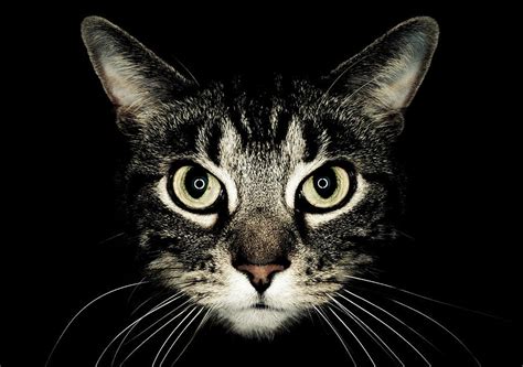 Cat Face Photograph By By Jonathan Fife Fine Art America