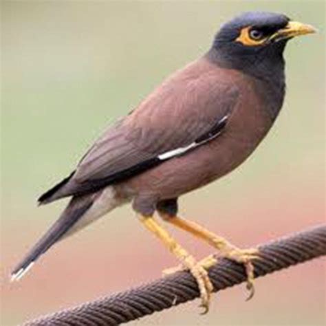Wildlife Dept Recovers 1000 Myna Birds