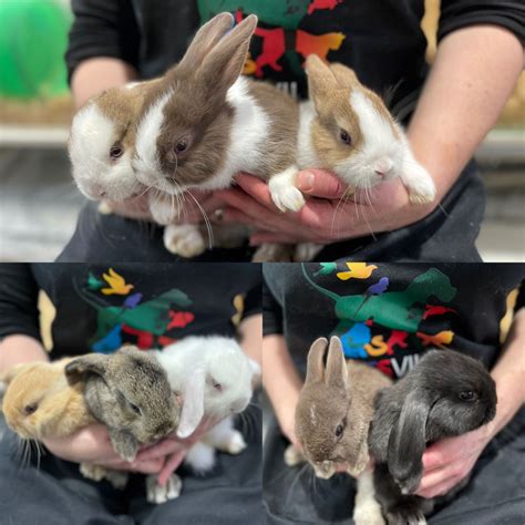 Mini Lop Rabbits Fully Grown