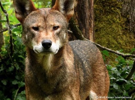 North Carolina Advocates For Extinction Of Red Wolf