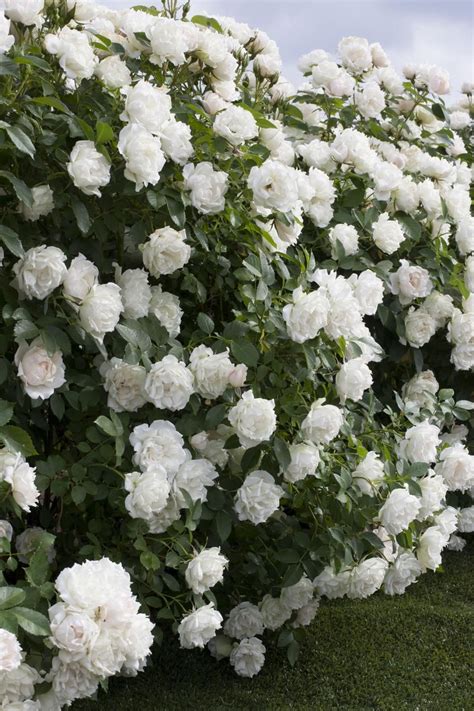 New Roses For 2015 Landscaping With Roses Fast Growing Shrubs