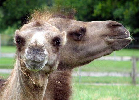 Bactrian Camels Camelus Bactrianus Image Free Stock Photo Public