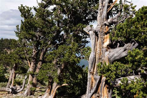 Bristlecone Pine Tree Care And Growing Guide