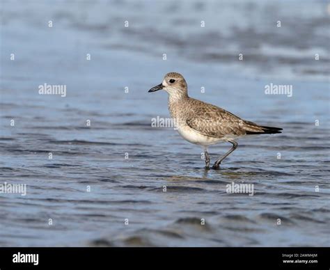 Grey Plover Pluvialis Squatarola Single Bird In Water Baja