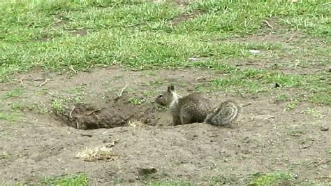 Ground Squirrel Working On Its Burrow Youtube