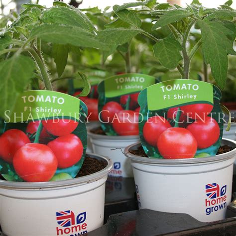 Shirley Tomato Plant