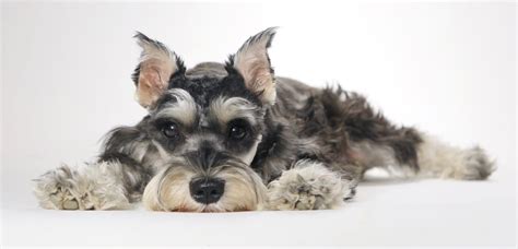 Schnauzer Ear Cropping At What Age And Ear Cropping Styles