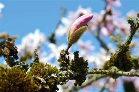 Free Picture Magnolia Petal Sky Branches Tree Flowering
