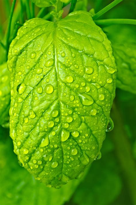 Free Images Water Nature Rain Leaf Flower Wet Spring Green