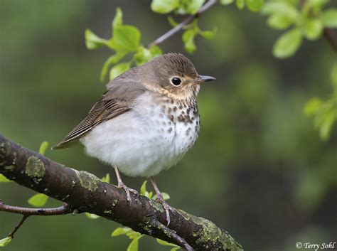 Swainsons Thrush South Dakota Birds And Birding