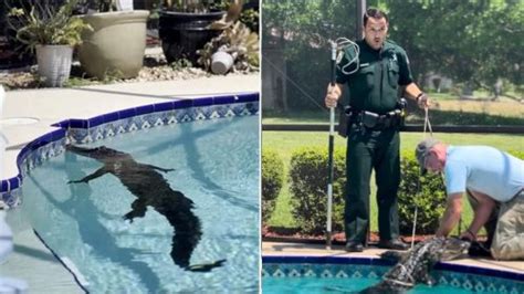 Florida Deputy Goes Viral After Responding To 8 Foot Alligator In