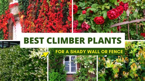 Best Climbing Plants For A Shady Wall Or Fence Youtube