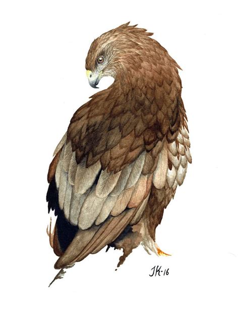 Eurasian Buzzard Bird 15 Bird Bird Drawings Buzzard