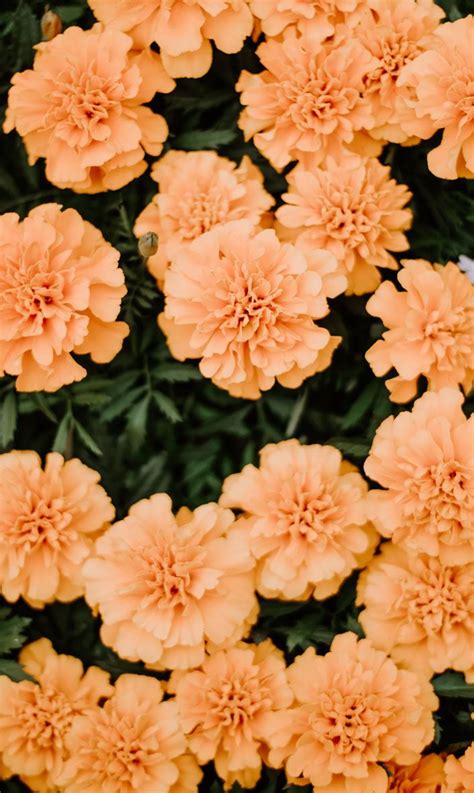 15 Incomparable Iphone Wallpaper Aesthetic Flowers You Can Save It