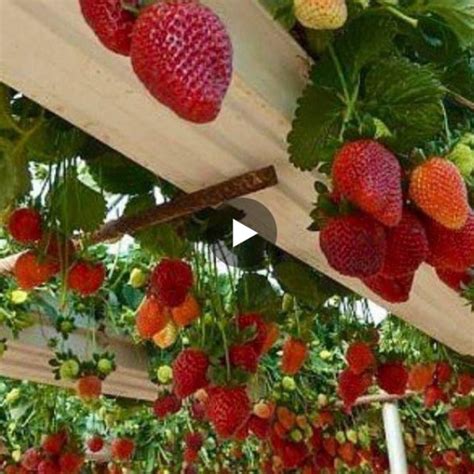 Strawberries Growing On A Trellis Gutter Garden Plants Growing