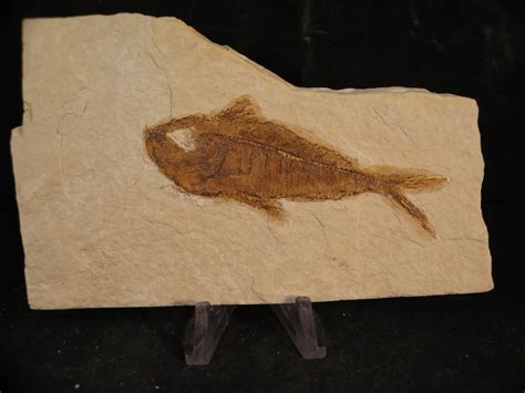 Diplomystus Dentatus Green River Fossil Fish For Sale