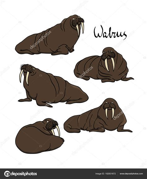 Hand Drawn Walruses Stock Vector Image By ©ezhevica 182831672
