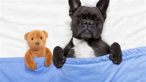 Puppies are usually a good dream symbol. What Do Dogs Dream About? | IFLScience