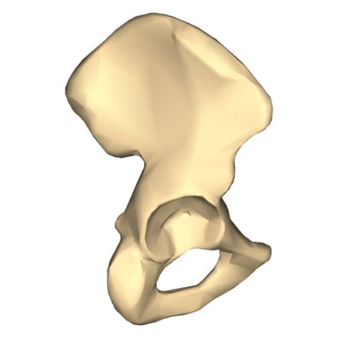Upper Hip Bone Diagram Quizlet
