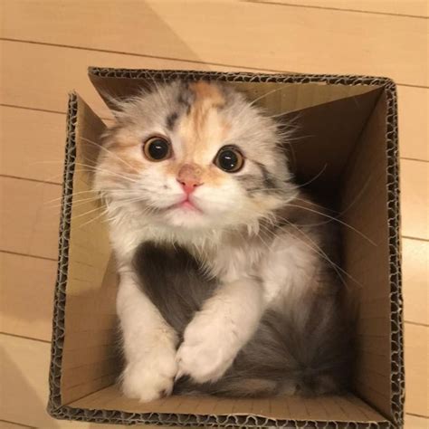 Cute Cat In A Box Cats Cute Animals Animals