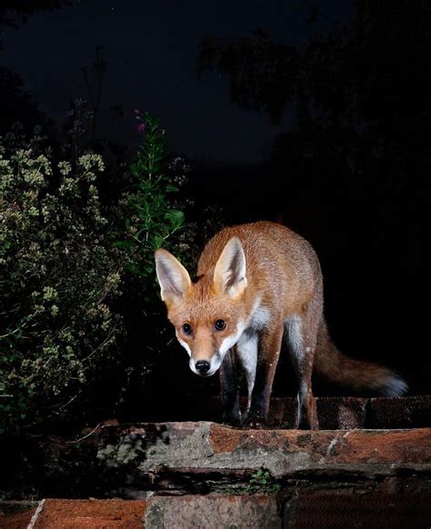 Garden Photography Reveals A World Of Hedgehogs And Foxes Bbc News