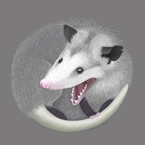 Screaming Opossum 2 By Nykstukas420 On Deviantart