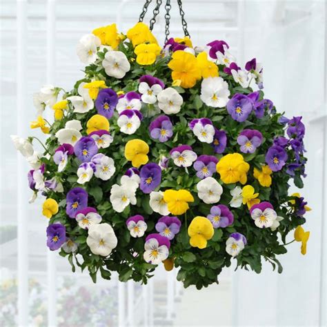 Best Plants For Hanging Baskets Balcony Garden Web