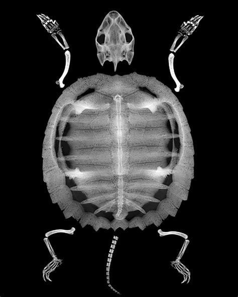 One Of My Turtle Graves Xrayed X Ray X Ray Images Sea Shells