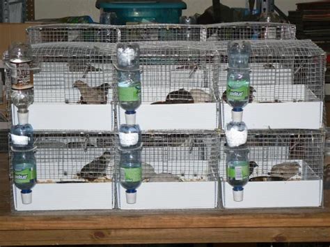 Chicken Coop Build Button Quail Cages For Sale