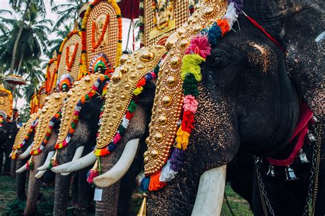 Elephants In India Rejoice During Covid 19 Lockdown One Green Planet