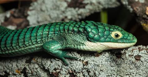 10 Types Of Amazing Green Lizards A Z Animals