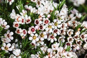 Fiori profumati, l'aroma delle stagioni. Frangipane pianta: ecco la guida alla sua coltivazione