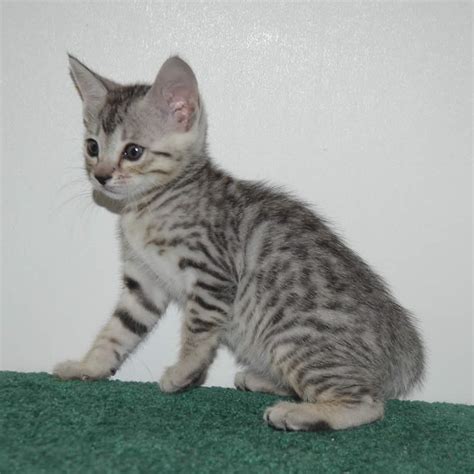 Do not do well with dogs , and would be the dominant cat to other cat , however would do well if you. F6 Savannah Kittens for Sale Amanukatz Savannah Cats Ohio ...