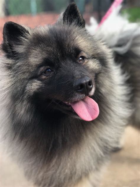 Keeshond Small Puppies Cute Puppies Dogs And Puppies Cute Dogs