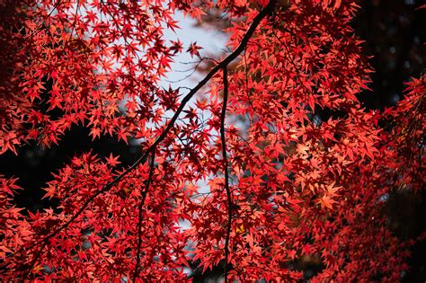Maple Tree Wallpaper 4k Red Leaves Autumn Tree Branches