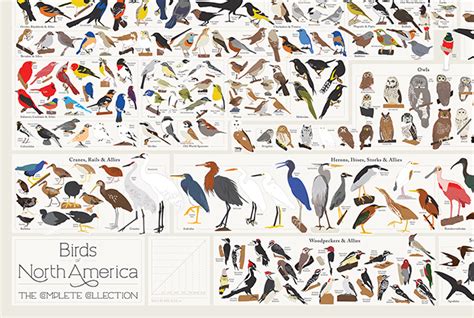 Every Bird Species In North America In A Single Poster Bird Species