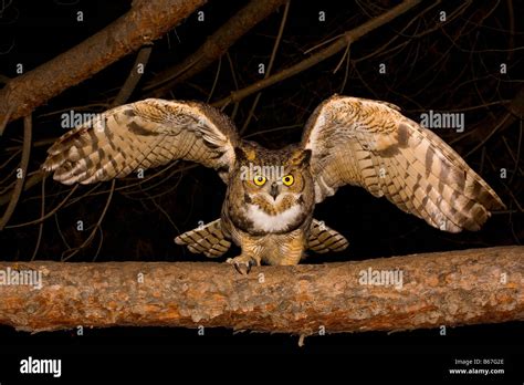 Great Horned Owl At Night Bubo Virginianus Stock Photo Royalty Free