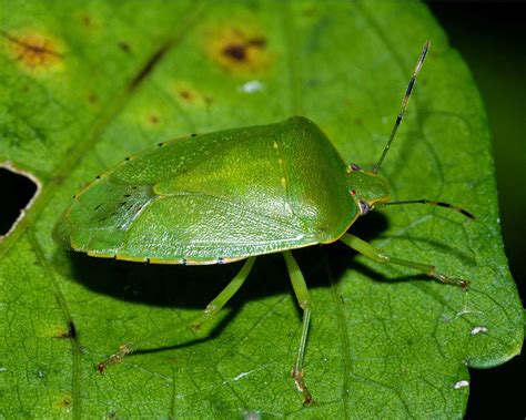 One Species A Day Green Stink Bug