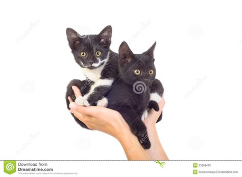 Two Cute Kittens Stock Photo Image Of Kindness Black