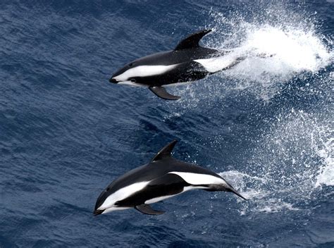 Hourglass Dolphin Antarctic Guide