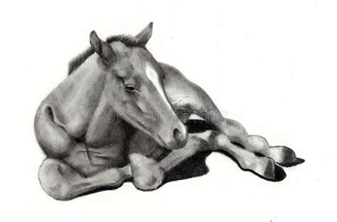 Campa cavallo che l'erba cresce. Disegno A Matita Dell'occhio Della Donna Illustrazione di ...