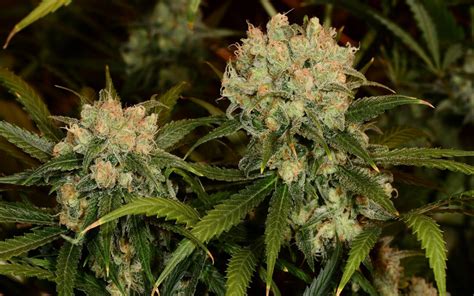 Grow lights create an artificial light source that is specific to a grow lights are used specifically by any person, hobbyist or commercial grower, who needs to. Tips for Growing Northern Lights Cannabis | Leafly