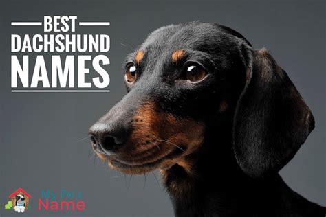 Best Dachshund Names 1200 Inspired Names For Wiener Dogs My Pets Name