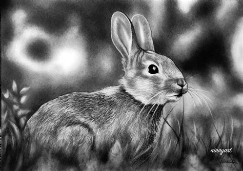 Realistic Drawing Of A Rabbitmade With Graphite Hungarianar Rajzok