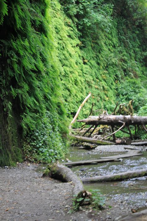 Fern canyon has become a popular destination within redwood national and state parks, particularly during summer, despite having somewhat long and windy unpaved access via davison raod. Fern Canyon, Northern California.