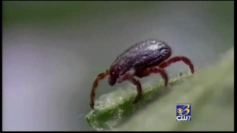 Health Experts Sending Out Warning Of Rare Tick Borne Disease Wwmt
